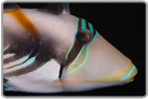 Humu Triggerfish